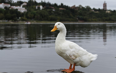 a white goose