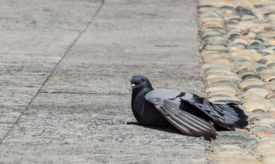 Pigeon At Rest