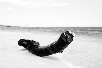 White image of a dead tree trunk on a deserted beach