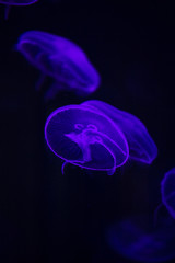 bright jellyfish floating in the dark sea