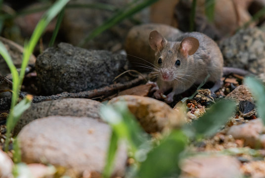 A Cute House Mouse Looking Up Between Eating