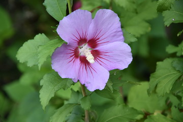 fleurs, Périgord