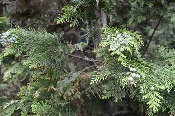 Cypress with light green globose cones