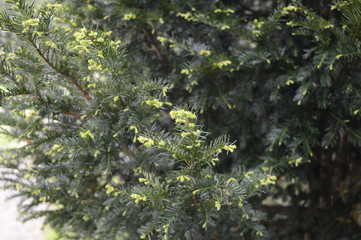 Flaky juniper with freshly spring needle