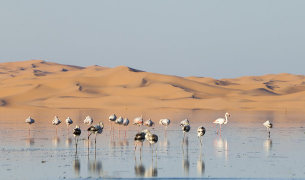 flamingo in lake oume elraneb ouargla