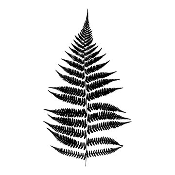 Black isolated  fern leaf. Vector illustration.