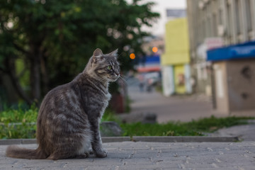 Naklejka premium cat animal portrait sit and looking sideways on unfocused blurred city back street environment