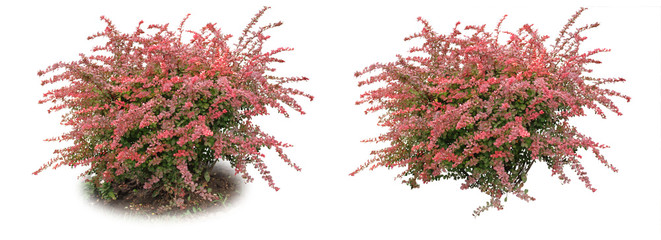 Barberry ordinary - a decorative bush.