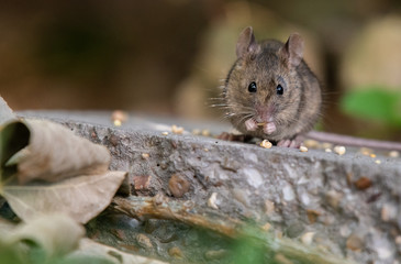 Common House Mouse Eating Birdseed