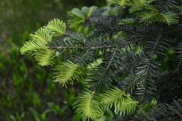 Fototapeta na wymiar Taxus called also yews with dark-green leaves and freshly spring endings