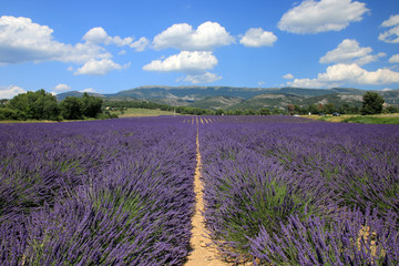 Plakat Lavendelfeld in der Provence