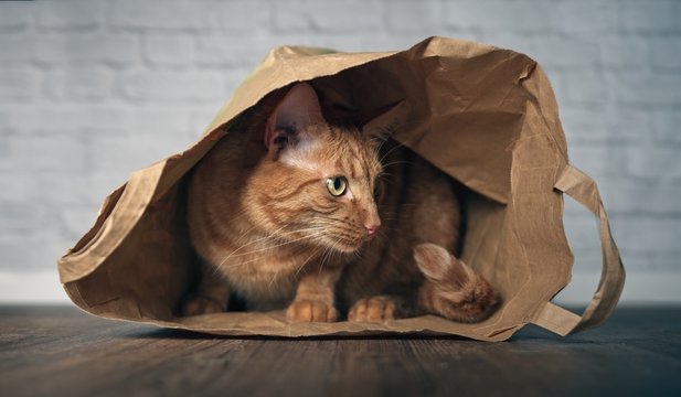 Cute ginger cat sitting in a paper bag and looking curious sideways. 