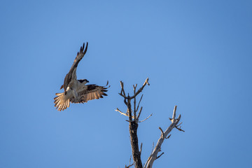Osprey Landing