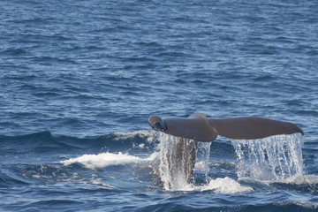 Whale tail, ready to dive in the ocean