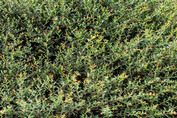 Dwarf yaupon holly (Ilex vomitoria schillings) - Davie, Florida, USA