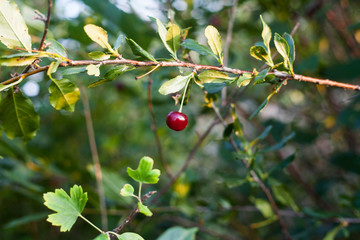 juicy cherry on a branch