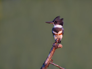 Belted Kingfisher Portrait on Green Background