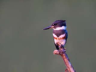 Belted Kingfisher Portrait on Green Background