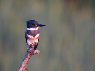 Belted Kingfisher Portrait on Green Background