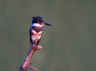 Belted Kingfisher Portrait on Green Background