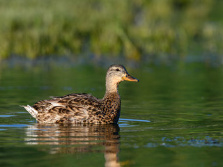 Female Mallard Swimming on Green Background