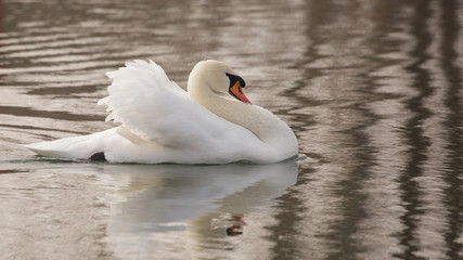 Naklejka premium A mute swan swimming in a lake with it's neck back and wings half raised. 