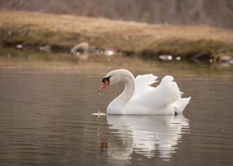 A mute swan swimming on a still pond with it's reflection in the water
