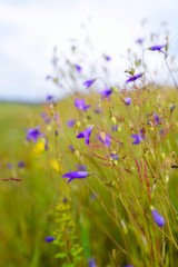 meadow bell