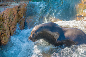 León marino en las rocas