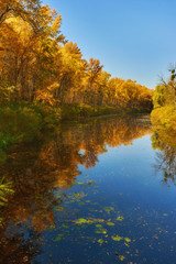 Fototapeta na wymiar autumn colorful trees under morning sunlight reflecting in river