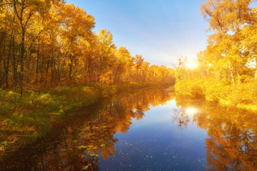 Fototapeta na wymiar autumn colorful trees under morning sunlight reflecting in river