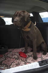 labrador traveling in the trunk of a car