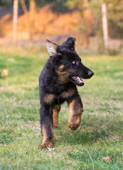 german shepherd dog