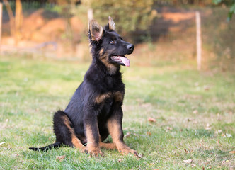 german shepherd dog