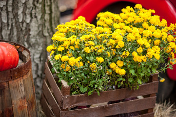 Autumn background. Nature concept. yellow chrysanthemums in a box