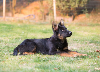 german shepherd dog