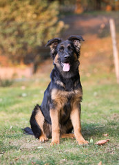 german shepherd dog