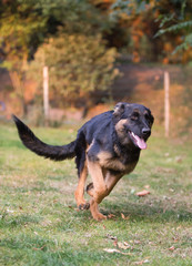 german shepherd dog
