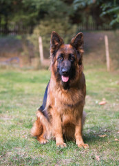 german shepherd dog