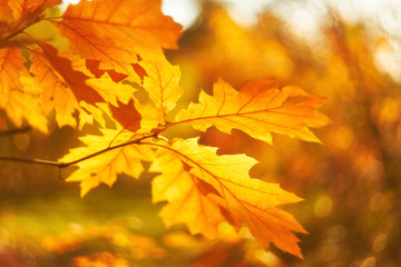 Naklejka na ściany i meble Autumn beech leaves decorate a beautiful nature bokeh background