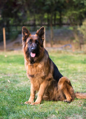 Naklejka premium german shepherd dog