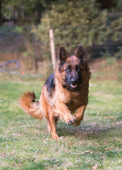 german shepherd dog