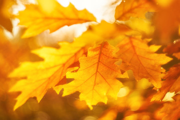 Fototapeta na wymiar Autumn leaves on the sun.