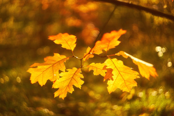 Naklejka na ściany i meble Autumn beech leaves decorate a beautiful nature bokeh background