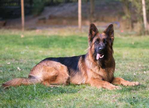 german shepherd dog