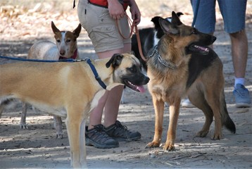 Dogs socializing at Canine School