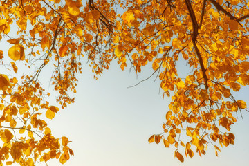 yellow maple leaves in the blue sky