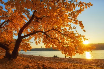 Foto auf Acrylglas Herbst Autumn trees near the river, leaves on sand.