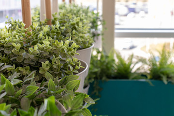 Fototapeta na wymiar Fake green plants in white pots, interior design.