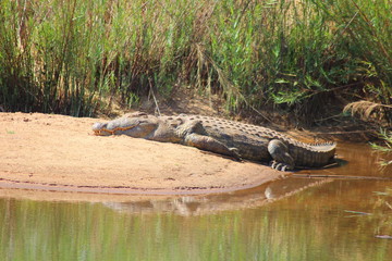 Crocodile at Kruger National Park - South Africa